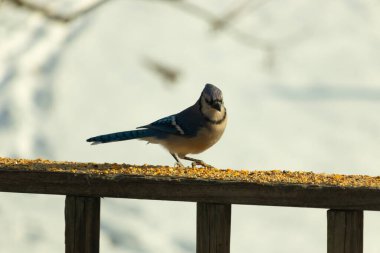 Canlı bir mavi alakarga kuş yemi ile kaplı bir dala tünemiş, onun çarpıcı mavi, beyaz ve siyah tüyleri bulanık arka planla çelişiyor.