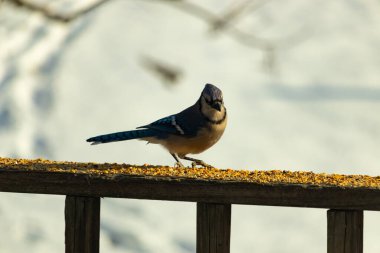 Canlı bir mavi alakarga kuş yemi ile kaplı bir dala tünemiş, onun çarpıcı mavi, beyaz ve siyah tüyleri bulanık arka planla çelişiyor.