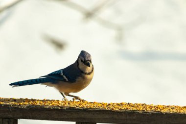 Canlı bir mavi alakarga kuş yemi ile kaplı bir dala tünemiş, onun çarpıcı mavi, beyaz ve siyah tüyleri bulanık arka planla çelişiyor.