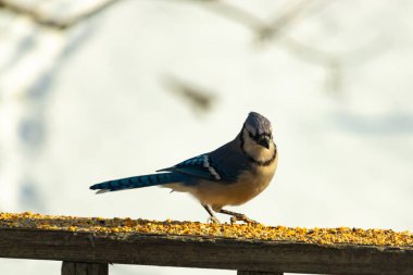 Canlı bir mavi alakarga kuş yemi ile kaplı bir dala tünemiş, onun çarpıcı mavi, beyaz ve siyah tüyleri bulanık arka planla çelişiyor.