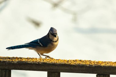 Canlı bir mavi alakarga kuş yemi ile kaplı bir dala tünemiş, onun çarpıcı mavi, beyaz ve siyah tüyleri bulanık arka planla çelişiyor.