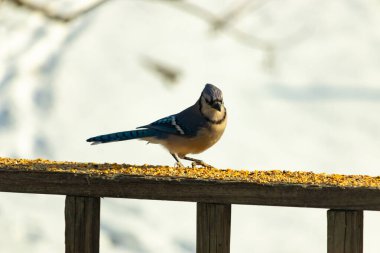 Canlı bir mavi alakarga kuş yemi ile kaplı bir dala tünemiş, onun çarpıcı mavi, beyaz ve siyah tüyleri bulanık arka planla çelişiyor.