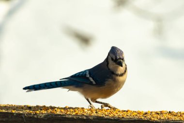 Canlı bir mavi alakarga kuş yemi ile kaplı bir dala tünemiş, onun çarpıcı mavi, beyaz ve siyah tüyleri bulanık arka planla çelişiyor.