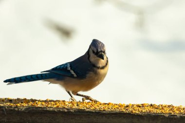 Canlı bir mavi alakarga kuş yemi ile kaplı bir dala tünemiş, onun çarpıcı mavi, beyaz ve siyah tüyleri bulanık arka planla çelişiyor.