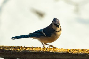 Canlı bir mavi alakarga kuş yemi ile kaplı bir dala tünemiş, onun çarpıcı mavi, beyaz ve siyah tüyleri bulanık arka planla çelişiyor.