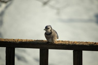 Mavi Jay ahşap bir tahtaya tünemiş, etrafa dağılmış tohumlarla, izleyiciye bakıyordu. Kuşun mavi, beyaz ve siyah tüyleri bulanık, açık renkli bir arkaplan ile detaylandırılmıştır. Kuşa odaklan..