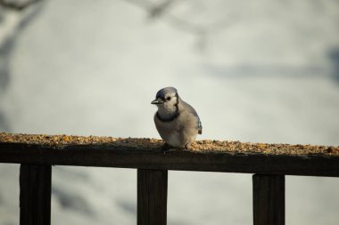 Mavi Jay ahşap bir tahtaya tünemiş, etrafa dağılmış tohumlarla, izleyiciye bakıyordu. Kuşun mavi, beyaz ve siyah tüyleri bulanık, açık renkli bir arkaplan ile detaylandırılmıştır. Kuşa odaklan..