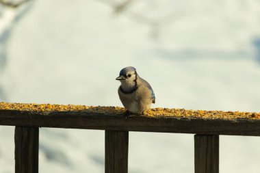 Mavi Jay ahşap bir tahtaya tünemiş, etrafa dağılmış tohumlarla, izleyiciye bakıyordu. Kuşun mavi, beyaz ve siyah tüyleri bulanık, açık renkli bir arkaplan ile detaylandırılmıştır. Kuşa odaklan..