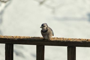Mavi Jay ahşap bir tahtaya tünemiş, etrafa dağılmış tohumlarla, izleyiciye bakıyordu. Kuşun mavi, beyaz ve siyah tüyleri bulanık, açık renkli bir arkaplan ile detaylandırılmıştır. Kuşa odaklan..