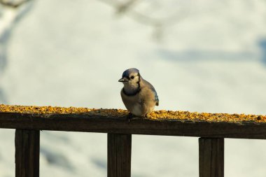 Mavi Jay ahşap bir tahtaya tünemiş, etrafa dağılmış tohumlarla, izleyiciye bakıyordu. Kuşun mavi, beyaz ve siyah tüyleri bulanık, açık renkli bir arkaplan ile detaylandırılmıştır. Kuşa odaklan..
