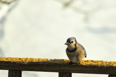 Mavi Jay ahşap bir tahtaya tünemiş, etrafa dağılmış tohumlarla, izleyiciye bakıyordu. Kuşun mavi, beyaz ve siyah tüyleri bulanık, açık renkli bir arkaplan ile detaylandırılmıştır. Kuşa odaklan..