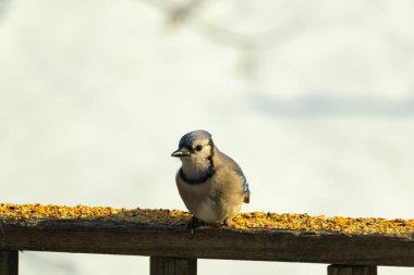 Mavi Jay ahşap bir tahtaya tünemiş, etrafa dağılmış tohumlarla, izleyiciye bakıyordu. Kuşun mavi, beyaz ve siyah tüyleri bulanık, açık renkli bir arkaplan ile detaylandırılmıştır. Kuşa odaklan..