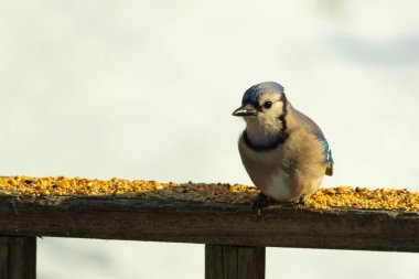 Mavi Jay ahşap bir tahtaya tünemiş, etrafa dağılmış tohumlarla, izleyiciye bakıyordu. Kuşun mavi, beyaz ve siyah tüyleri bulanık, açık renkli bir arkaplan ile detaylandırılmıştır. Kuşa odaklan..