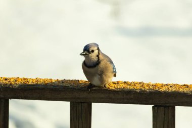 Mavi Jay ahşap bir tahtaya tünemiş, etrafa dağılmış tohumlarla, izleyiciye bakıyordu. Kuşun mavi, beyaz ve siyah tüyleri bulanık, açık renkli bir arkaplan ile detaylandırılmıştır. Kuşa odaklan..