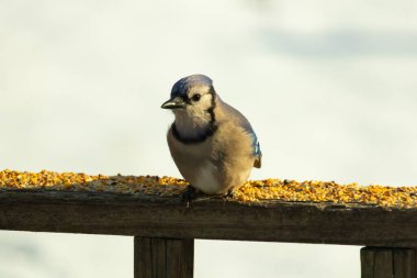 Mavi Jay ahşap bir tahtaya tünemiş, etrafa dağılmış tohumlarla, izleyiciye bakıyordu. Kuşun mavi, beyaz ve siyah tüyleri bulanık, açık renkli bir arkaplan ile detaylandırılmıştır. Kuşa odaklan..
