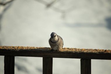 Mavi Jay ahşap bir tahtaya tünemiş, etrafa dağılmış tohumlarla, izleyiciye bakıyordu. Kuşun mavi, beyaz ve siyah tüyleri bulanık, açık renkli bir arkaplan ile detaylandırılmıştır. Kuşa odaklan..