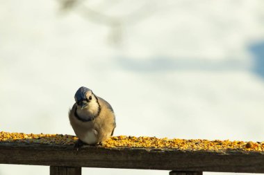 Mavi Jay ahşap bir tahtaya tünemiş, etrafa dağılmış tohumlarla, izleyiciye bakıyordu. Kuşun mavi, beyaz ve siyah tüyleri bulanık, açık renkli bir arkaplan ile detaylandırılmıştır. Kuşa odaklan..