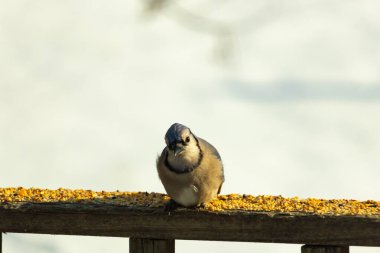 Mavi Jay ahşap bir tahtaya tünemiş, etrafa dağılmış tohumlarla, izleyiciye bakıyordu. Kuşun mavi, beyaz ve siyah tüyleri bulanık, açık renkli bir arkaplan ile detaylandırılmıştır. Kuşa odaklan..