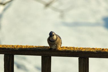 Mavi Jay ahşap bir tahtaya tünemiş, etrafa dağılmış tohumlarla, izleyiciye bakıyordu. Kuşun mavi, beyaz ve siyah tüyleri bulanık, açık renkli bir arkaplan ile detaylandırılmıştır. Kuşa odaklan..