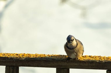 Mavi Jay ahşap bir tahtaya tünemiş, etrafa dağılmış tohumlarla, izleyiciye bakıyordu. Kuşun mavi, beyaz ve siyah tüyleri bulanık, açık renkli bir arkaplan ile detaylandırılmıştır. Kuşa odaklan..