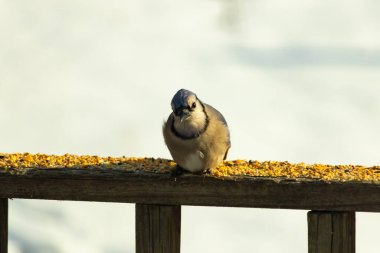 Mavi Jay ahşap bir tahtaya tünemiş, etrafa dağılmış tohumlarla, izleyiciye bakıyordu. Kuşun mavi, beyaz ve siyah tüyleri bulanık, açık renkli bir arkaplan ile detaylandırılmıştır. Kuşa odaklan..