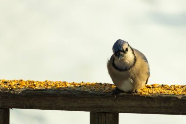 Mavi Jay ahşap bir tahtaya tünemiş, etrafa dağılmış tohumlarla, izleyiciye bakıyordu. Kuşun mavi, beyaz ve siyah tüyleri bulanık, açık renkli bir arkaplan ile detaylandırılmıştır. Kuşa odaklan..
