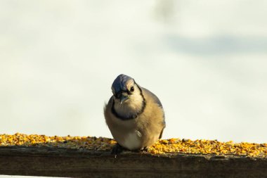 Mavi Jay ahşap bir tahtaya tünemiş, etrafa dağılmış tohumlarla, izleyiciye bakıyordu. Kuşun mavi, beyaz ve siyah tüyleri bulanık, açık renkli bir arkaplan ile detaylandırılmıştır. Kuşa odaklan..