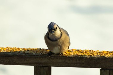 Mavi Jay ahşap bir tahtaya tünemiş, etrafa dağılmış tohumlarla, izleyiciye bakıyordu. Kuşun mavi, beyaz ve siyah tüyleri bulanık, açık renkli bir arkaplan ile detaylandırılmıştır. Kuşa odaklan..