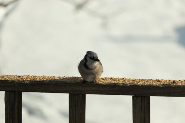 Mavi Jay ahşap bir tahtaya tünemiş, etrafa dağılmış tohumlarla, izleyiciye bakıyordu. Kuşun mavi, beyaz ve siyah tüyleri bulanık, açık renkli bir arkaplan ile detaylandırılmıştır. Kuşa odaklan..