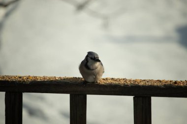 Mavi Jay ahşap bir tahtaya tünemiş, etrafa dağılmış tohumlarla, izleyiciye bakıyordu. Kuşun mavi, beyaz ve siyah tüyleri bulanık, açık renkli bir arkaplan ile detaylandırılmıştır. Kuşa odaklan..