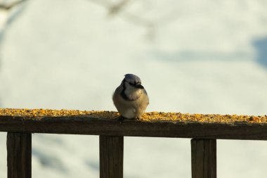 Mavi Jay ahşap bir tahtaya tünemiş, etrafa dağılmış tohumlarla, izleyiciye bakıyordu. Kuşun mavi, beyaz ve siyah tüyleri bulanık, açık renkli bir arkaplan ile detaylandırılmıştır. Kuşa odaklan..