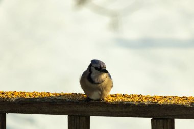 Mavi Jay ahşap bir tahtaya tünemiş, etrafa dağılmış tohumlarla, izleyiciye bakıyordu. Kuşun mavi, beyaz ve siyah tüyleri bulanık, açık renkli bir arkaplan ile detaylandırılmıştır. Kuşa odaklan..