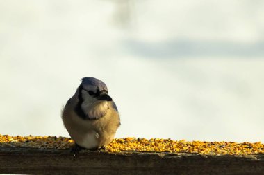 Mavi Jay ahşap bir tahtaya tünemiş, etrafa dağılmış tohumlarla, izleyiciye bakıyordu. Kuşun mavi, beyaz ve siyah tüyleri bulanık, açık renkli bir arkaplan ile detaylandırılmıştır. Kuşa odaklan..