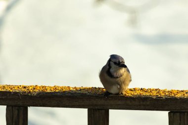Mavi Jay ahşap bir tahtaya tünemiş, etrafa dağılmış tohumlarla, izleyiciye bakıyordu. Kuşun mavi, beyaz ve siyah tüyleri bulanık, açık renkli bir arkaplan ile detaylandırılmıştır. Kuşa odaklan..