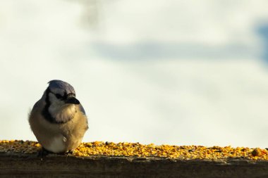 Mavi Jay ahşap bir tahtaya tünemiş, etrafa dağılmış tohumlarla, izleyiciye bakıyordu. Kuşun mavi, beyaz ve siyah tüyleri bulanık, açık renkli bir arkaplan ile detaylandırılmıştır. Kuşa odaklan..