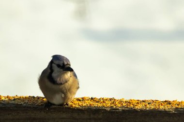 Mavi Jay ahşap bir tahtaya tünemiş, etrafa dağılmış tohumlarla, izleyiciye bakıyordu. Kuşun mavi, beyaz ve siyah tüyleri bulanık, açık renkli bir arkaplan ile detaylandırılmıştır. Kuşa odaklan..