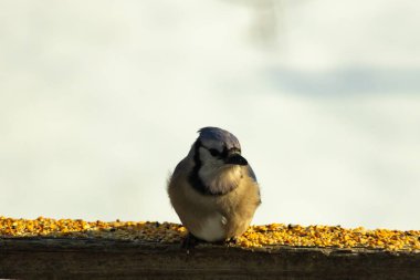 Mavi Jay ahşap bir tahtaya tünemiş, etrafa dağılmış tohumlarla, izleyiciye bakıyordu. Kuşun mavi, beyaz ve siyah tüyleri bulanık, açık renkli bir arkaplan ile detaylandırılmıştır. Kuşa odaklan..