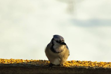 Mavi Jay ahşap bir tahtaya tünemiş, etrafa dağılmış tohumlarla, izleyiciye bakıyordu. Kuşun mavi, beyaz ve siyah tüyleri bulanık, açık renkli bir arkaplan ile detaylandırılmıştır. Kuşa odaklan..