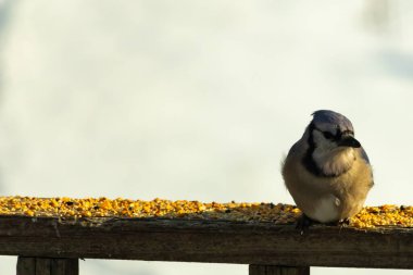 Mavi Jay ahşap bir tahtaya tünemiş, etrafa dağılmış tohumlarla, izleyiciye bakıyordu. Kuşun mavi, beyaz ve siyah tüyleri bulanık, açık renkli bir arkaplan ile detaylandırılmıştır. Kuşa odaklan..