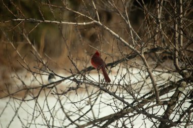 Kış dallarına tünemiş canlı kırmızı bir kardinal tüyleri sessiz arka planda çarpıcı bir kontrasttı. Vahşi yaşam doğadaki güzelliği yakalıyor..