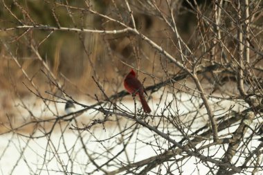 Kış dallarına tünemiş canlı kırmızı bir kardinal tüyleri sessiz arka planda çarpıcı bir kontrasttı. Vahşi yaşam doğadaki güzelliği yakalıyor..