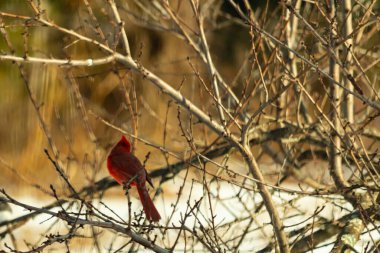 Kış dallarına tünemiş canlı kırmızı bir kardinal tüyleri sessiz arka planda çarpıcı bir kontrasttı. Vahşi yaşam doğadaki güzelliği yakalıyor..