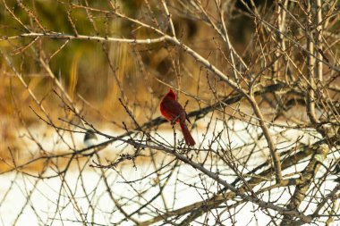 Kış dallarına tünemiş canlı kırmızı bir kardinal tüyleri sessiz arka planda çarpıcı bir kontrasttı. Vahşi yaşam doğadaki güzelliği yakalıyor..