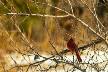 Kış dallarına tünemiş canlı kırmızı bir kardinal tüyleri sessiz arka planda çarpıcı bir kontrasttı. Vahşi yaşam doğadaki güzelliği yakalıyor..