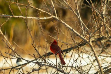 Kış dallarına tünemiş canlı kırmızı bir kardinal tüyleri sessiz arka planda çarpıcı bir kontrasttı. Vahşi yaşam doğadaki güzelliği yakalıyor..