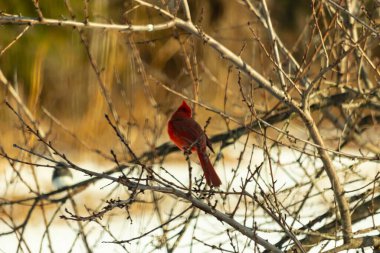 Kış dallarına tünemiş canlı kırmızı bir kardinal tüyleri sessiz arka planda çarpıcı bir kontrasttı. Vahşi yaşam doğadaki güzelliği yakalıyor..