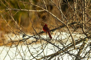 Kış dallarına tünemiş canlı kırmızı bir kardinal tüyleri sessiz arka planda çarpıcı bir kontrasttı. Vahşi yaşam doğadaki güzelliği yakalıyor..