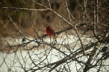 Kış dallarına tünemiş canlı kırmızı bir kardinal tüyleri sessiz arka planda çarpıcı bir kontrasttı. Vahşi yaşam doğadaki güzelliği yakalıyor..
