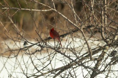 Kış dallarına tünemiş canlı kırmızı bir kardinal tüyleri sessiz arka planda çarpıcı bir kontrasttı. Vahşi yaşam doğadaki güzelliği yakalıyor..