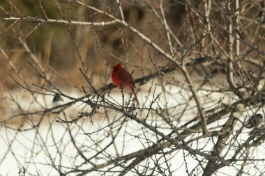 Kış dallarına tünemiş canlı kırmızı bir kardinal tüyleri sessiz arka planda çarpıcı bir kontrasttı. Vahşi yaşam doğadaki güzelliği yakalıyor..